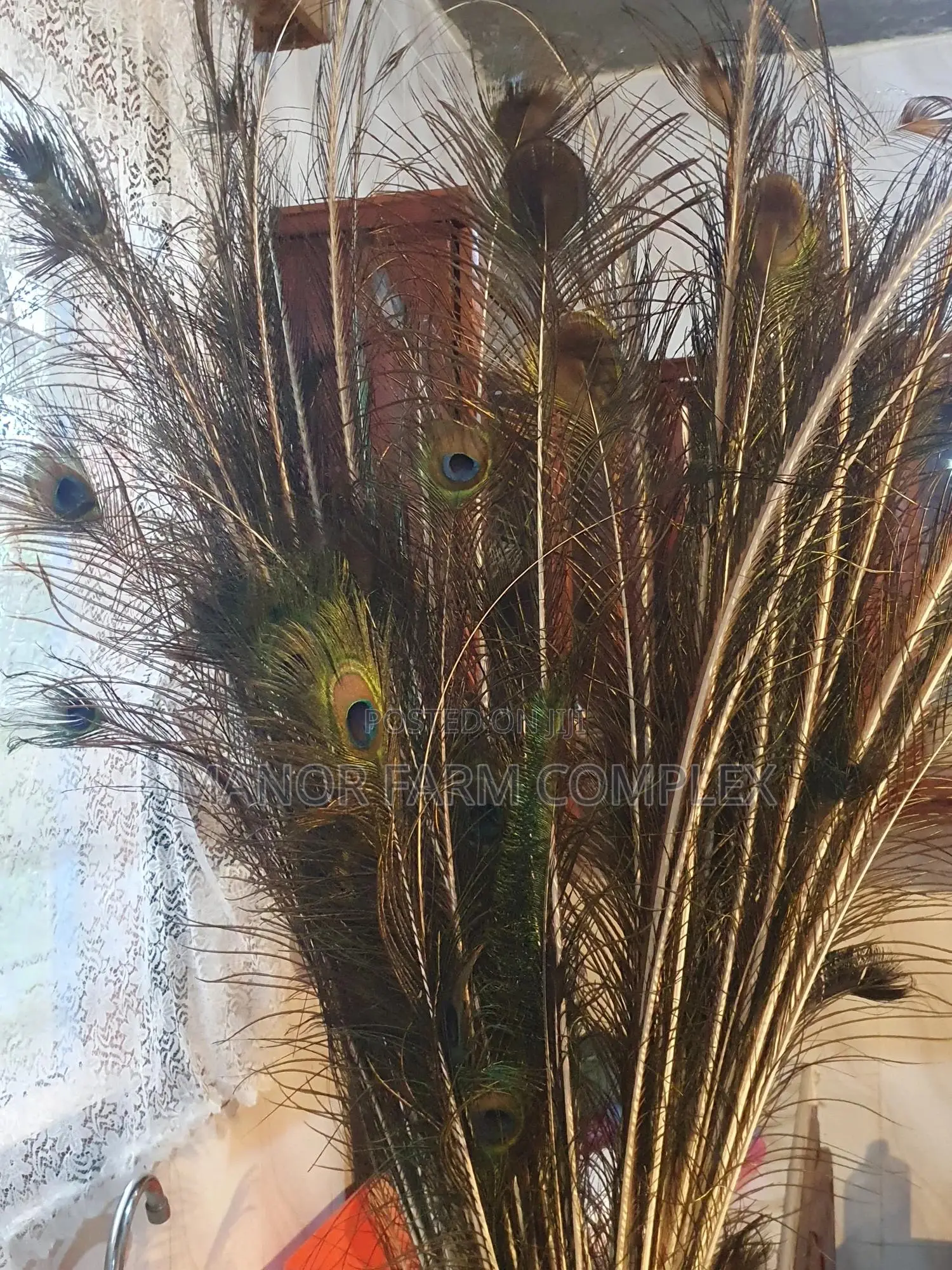 Natural Peacock Feathers