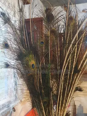 Natural Peacock Feathers
