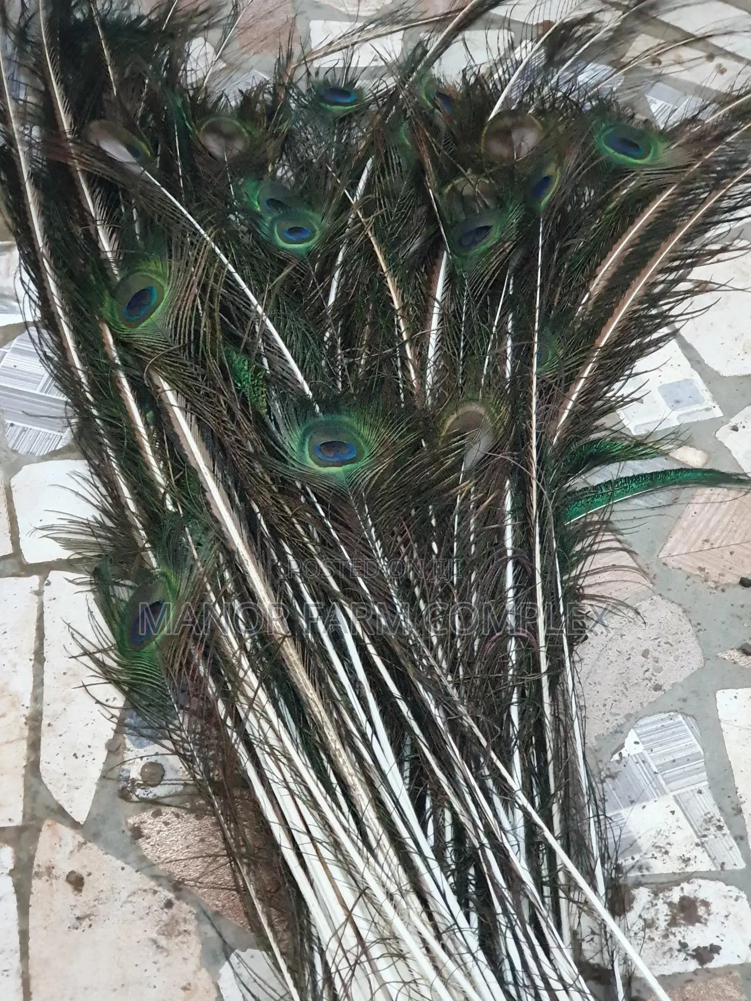 Natural Peacock Feathers