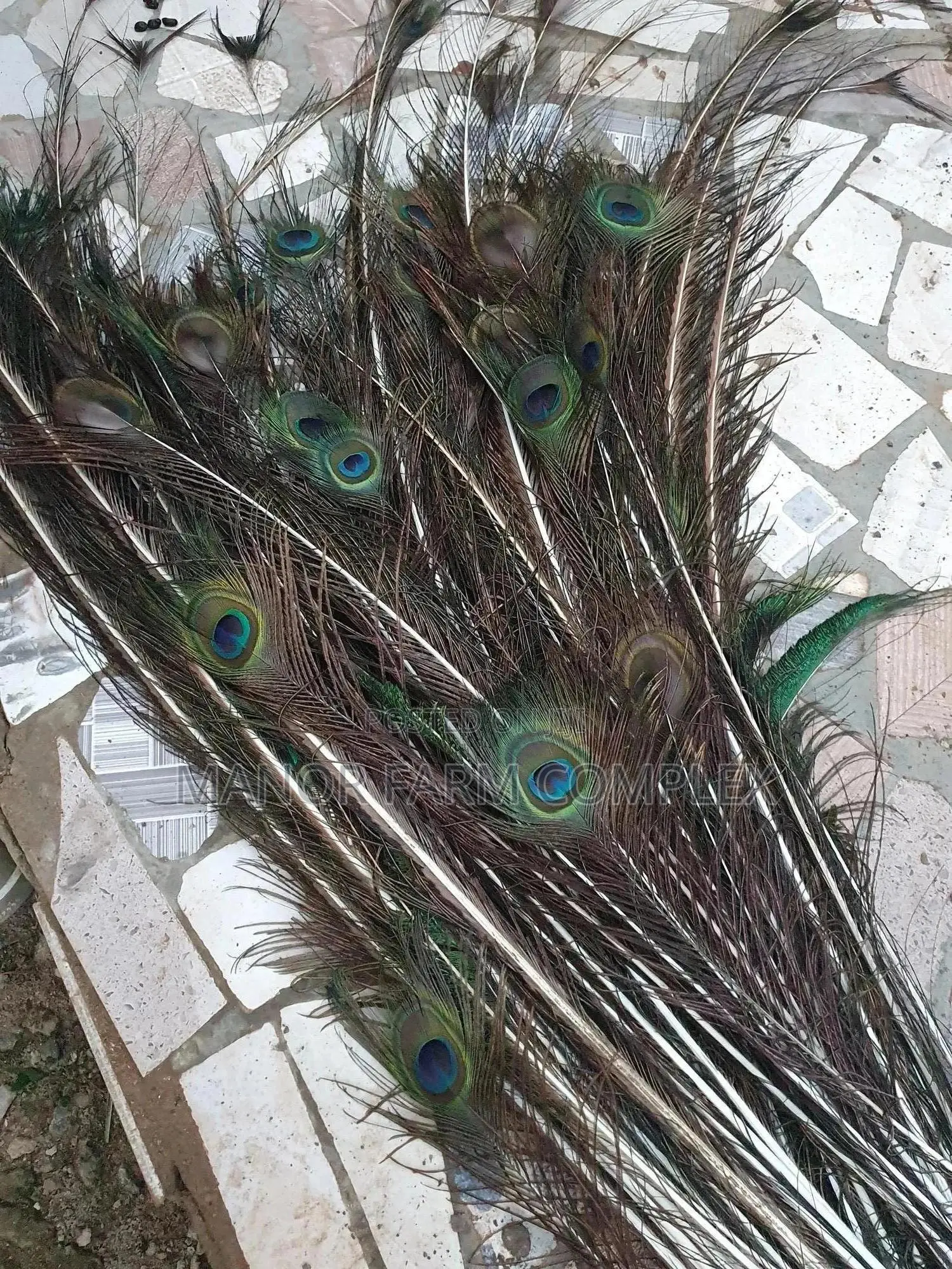 Natural Peacock Feathers