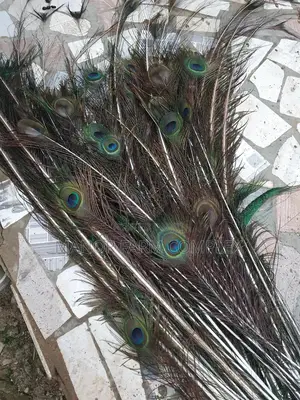Natural Peacock Feathers