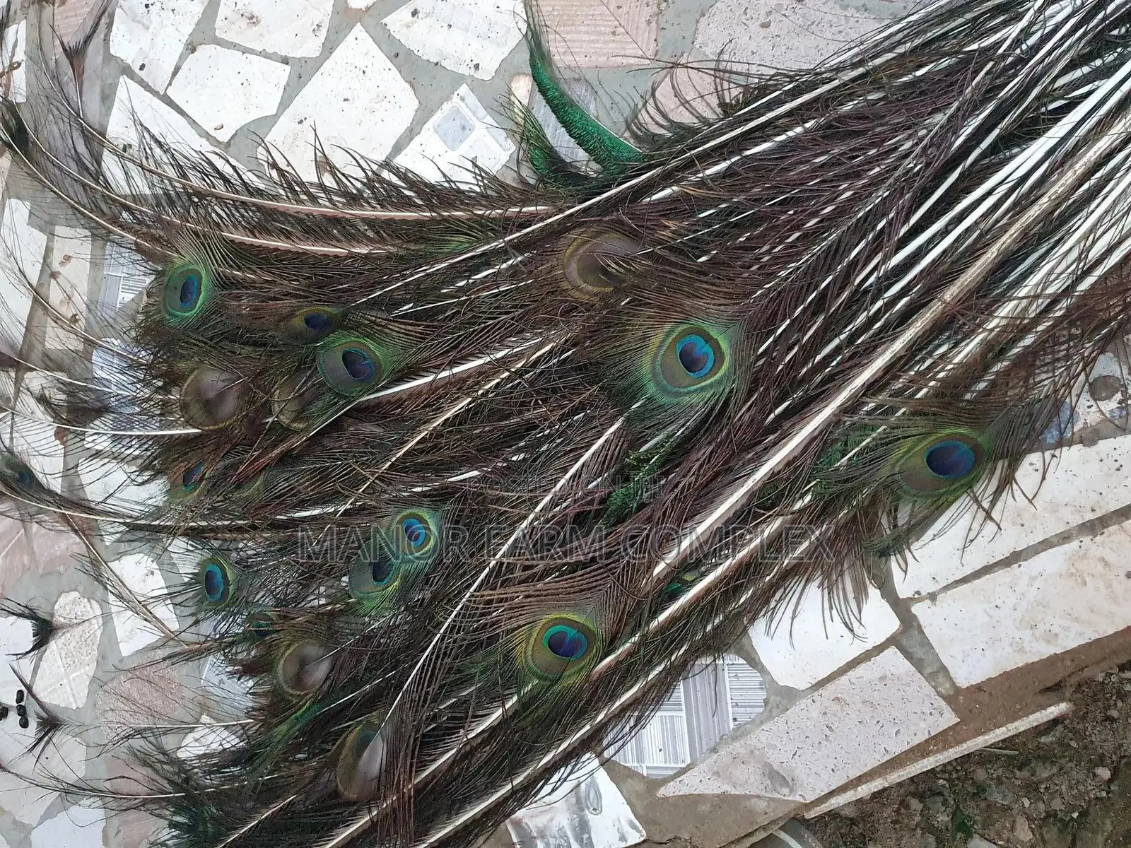 Natural Peacock Feathers