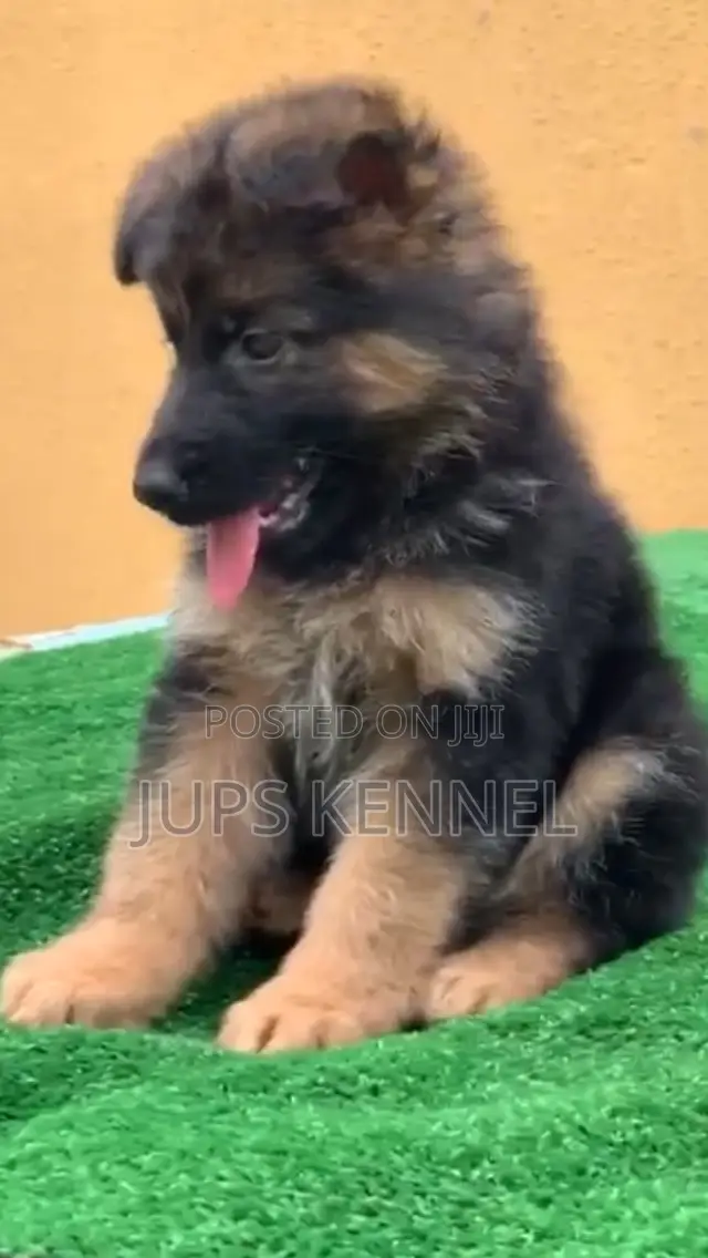 1-3 months Female Purebred German Shepherd