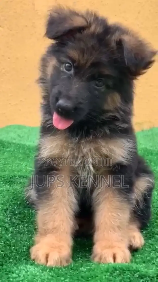 1-3 months Female Purebred German Shepherd