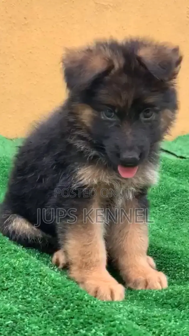 1-3 months Female Purebred German Shepherd