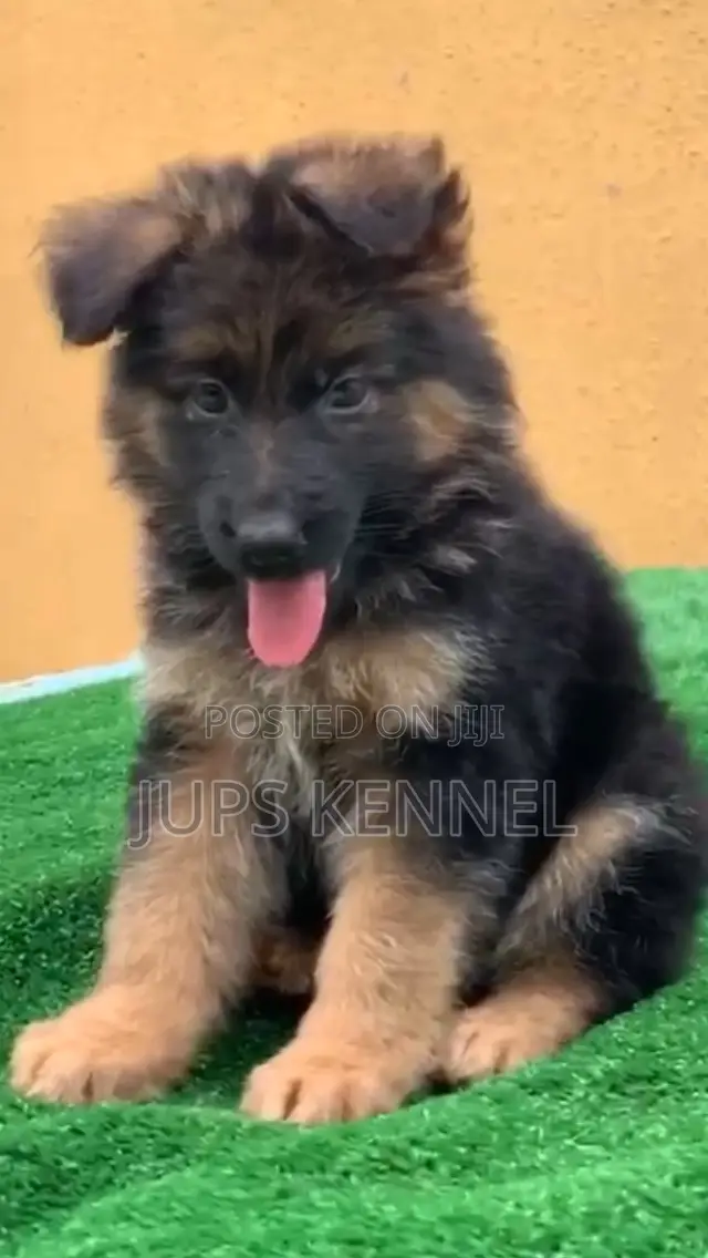 1-3 months Female Purebred German Shepherd