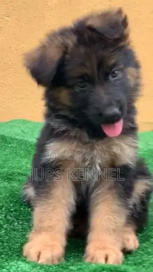 1-3 months Female Purebred German Shepherd
