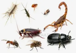 General Fumigation.The Safety Way