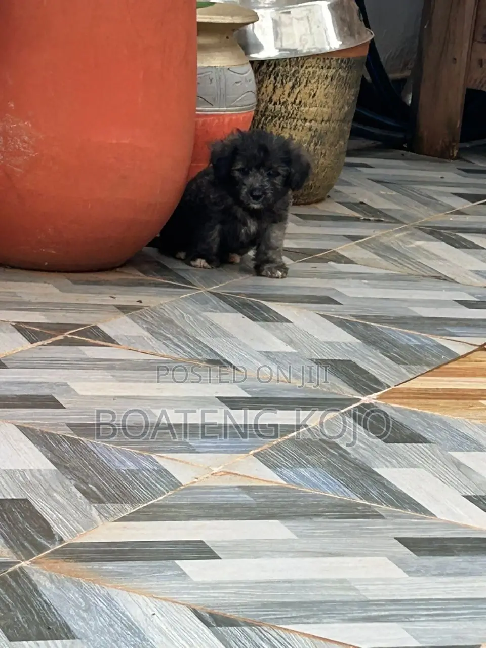 1-3 months Female Purebred Poodle
