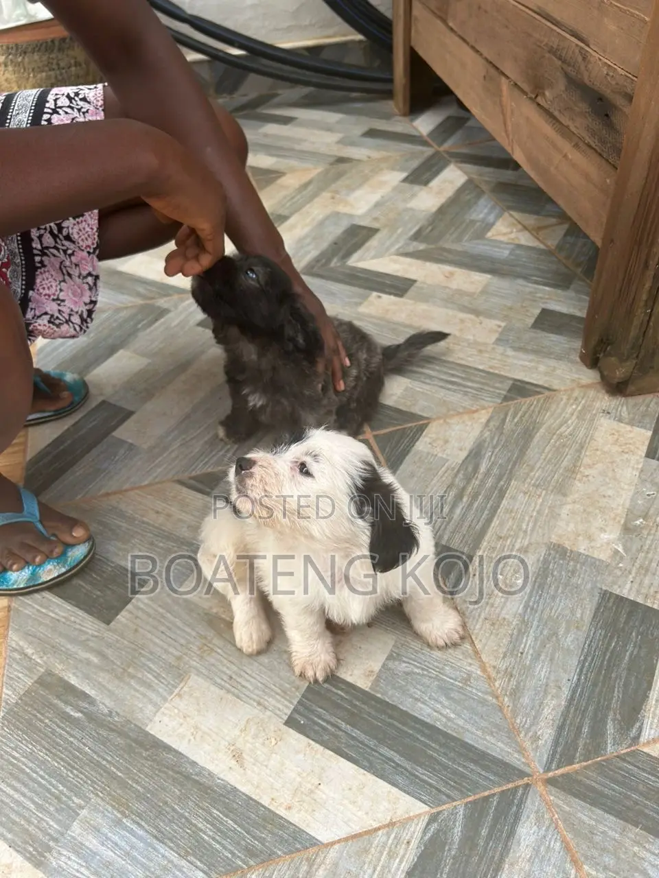 1-3 months Female Purebred Poodle