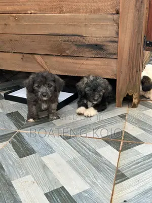 1-3 months Female Purebred Poodle