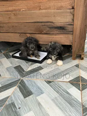 1-3 months Female Purebred Poodle