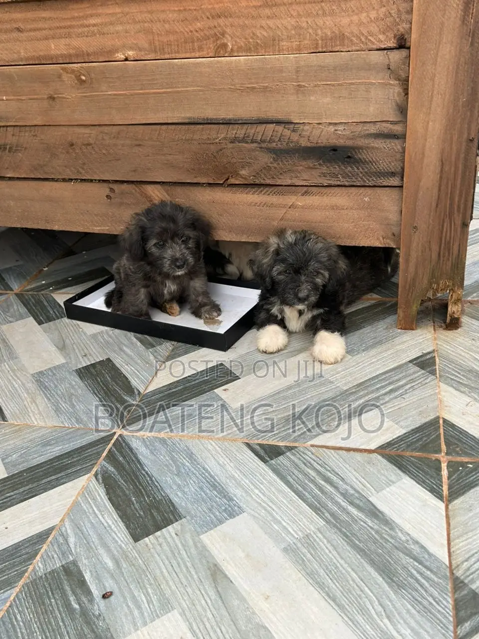 1-3 months Female Purebred Poodle