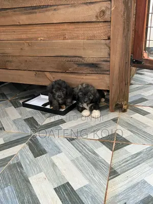 1-3 months Female Purebred Poodle