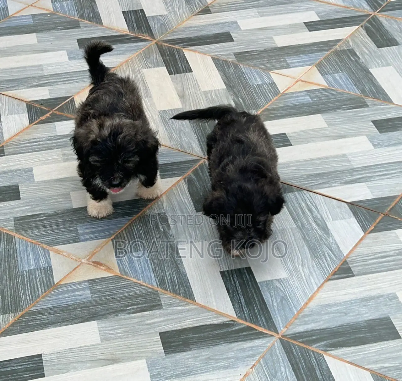 1-3 months Female Purebred Poodle