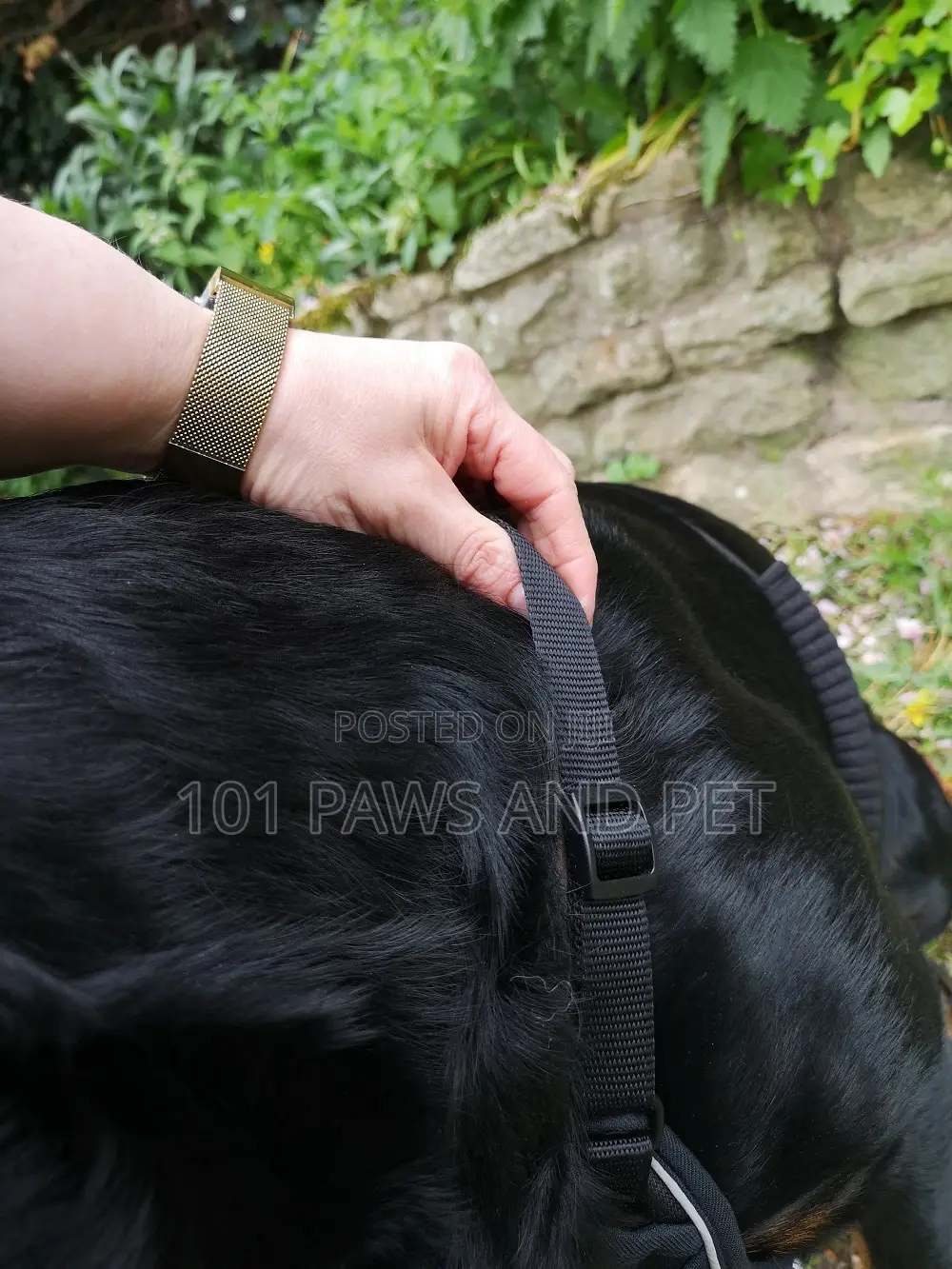 Haiti Pet Harness