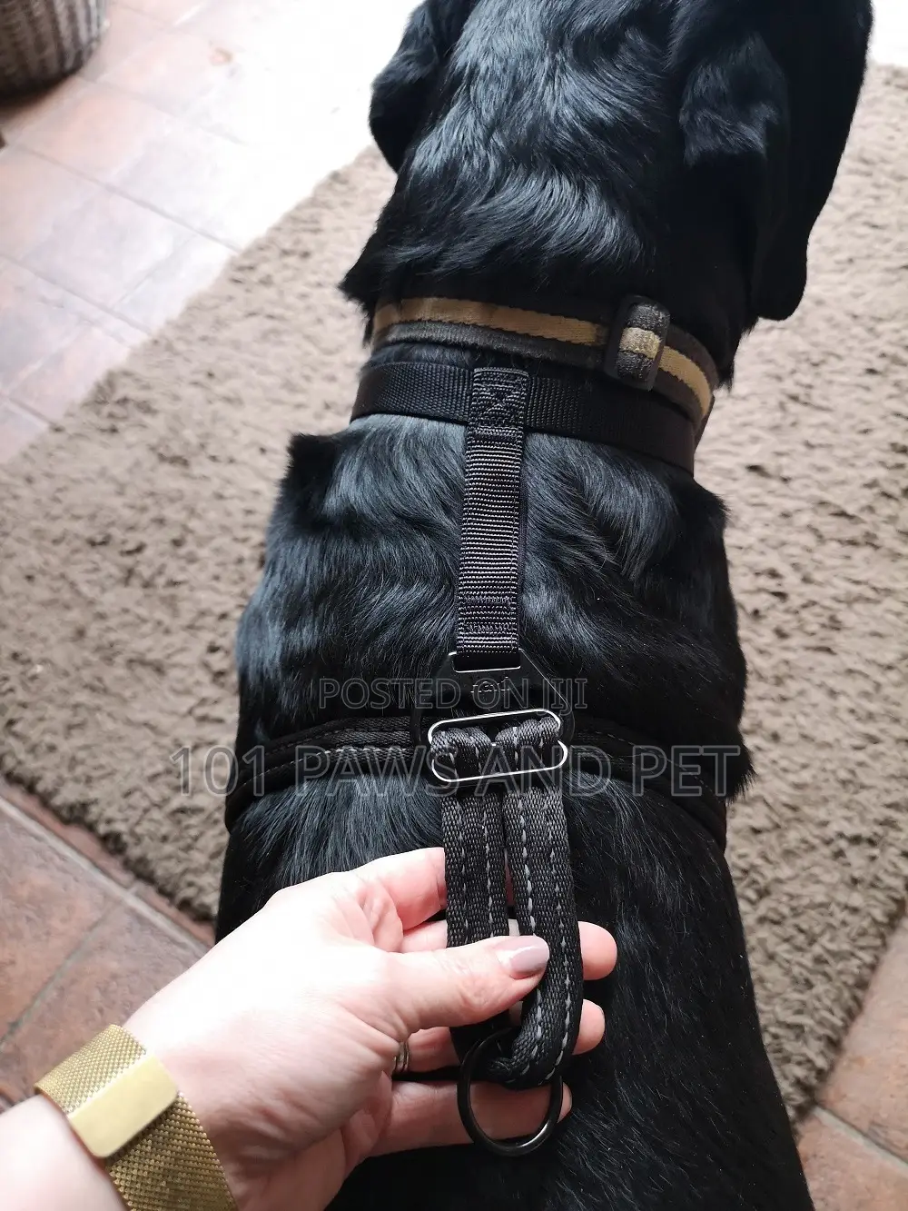 Haiti Pet Harness