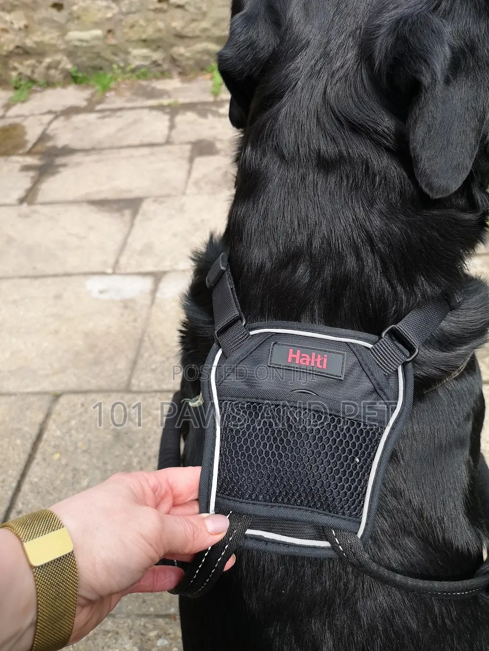 Haiti Pet Harness