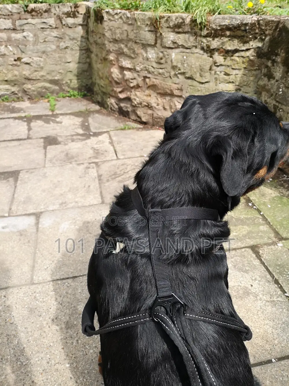 Haiti Pet Harness