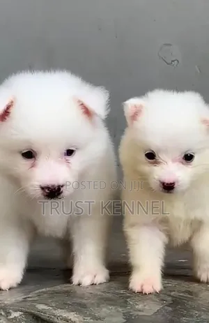 1-3 months Male Purebred American Eskimo