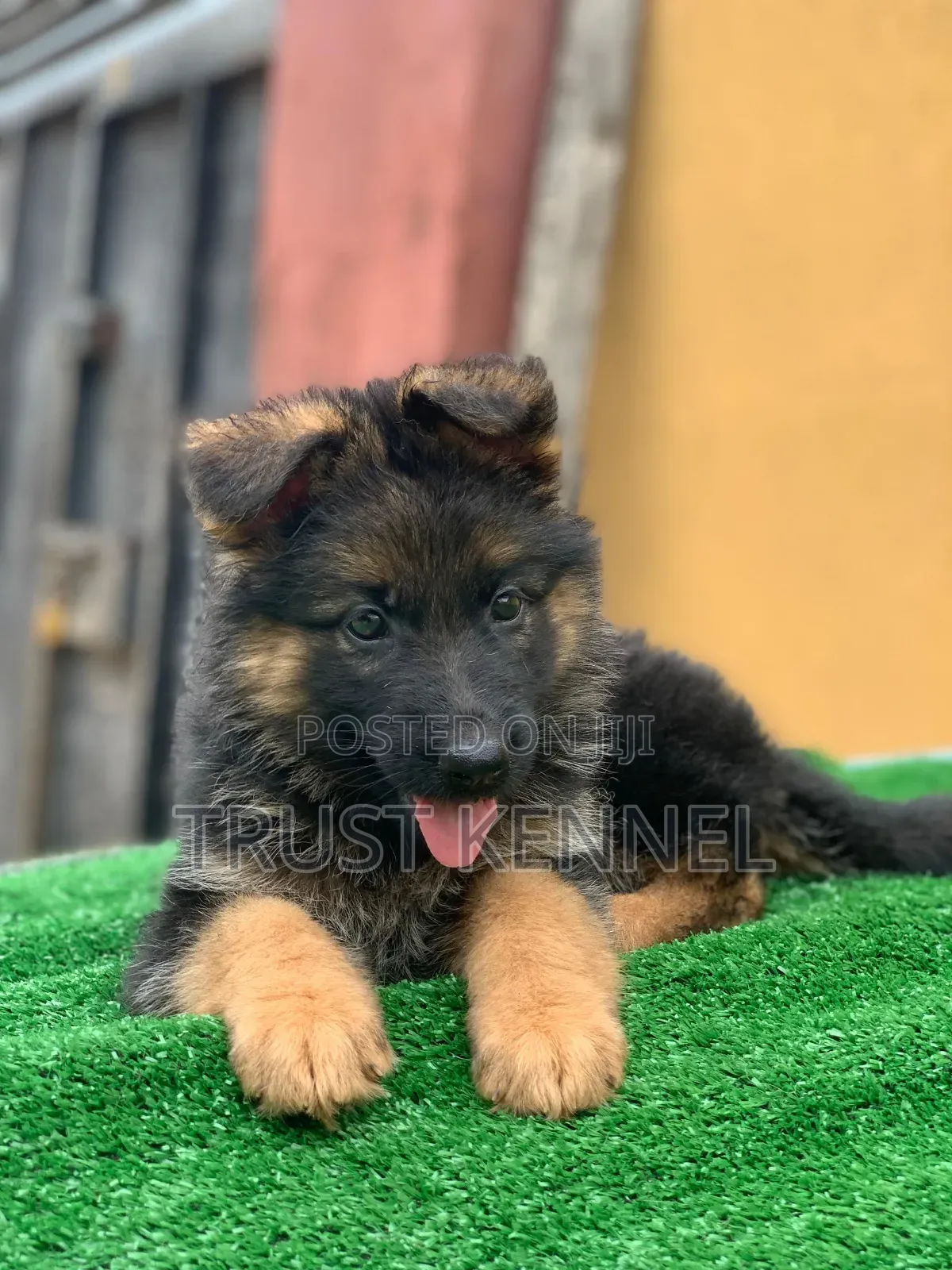 1-3 months Male Purebred German Shepherd