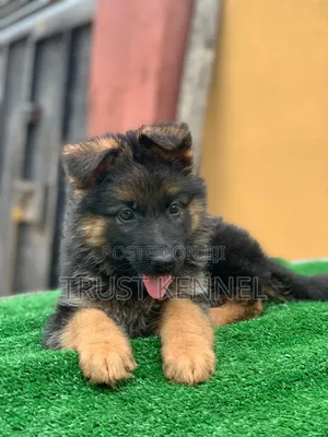 1-3 months Male Purebred German Shepherd