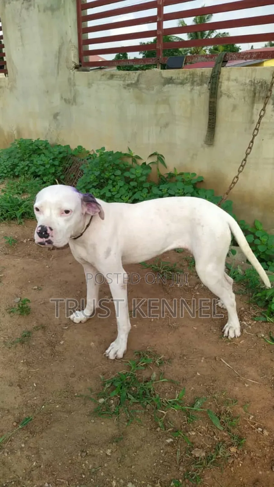 6-12 months Female Purebred Dogo Argentino