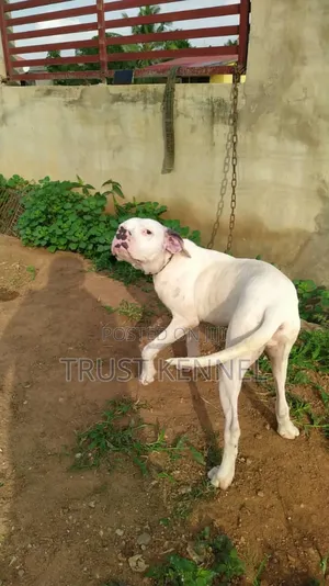 6-12 months Female Purebred Dogo Argentino