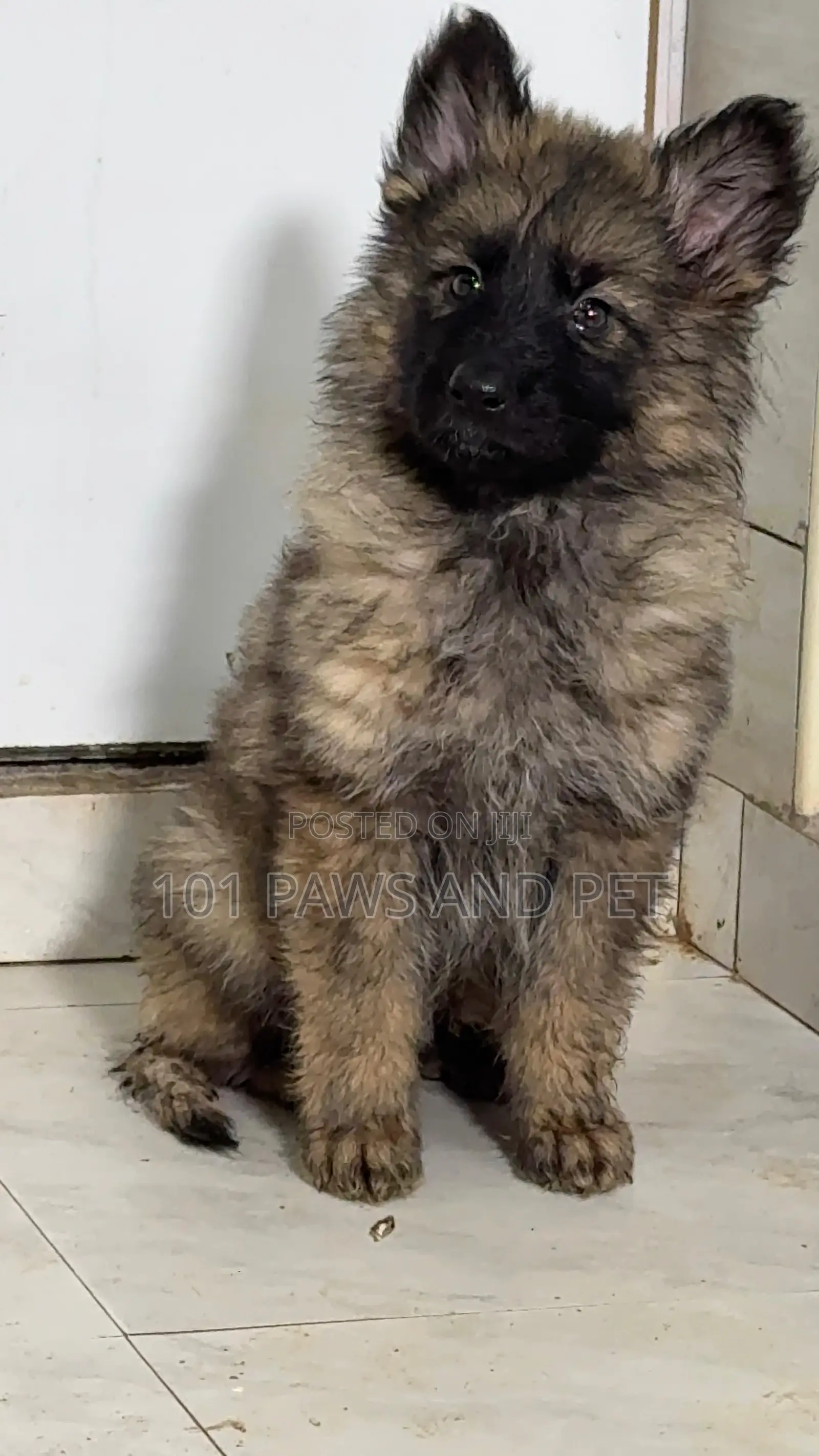 1-3 months Female Purebred Caucasian Shepherd