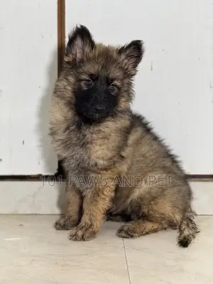 1-3 months Female Purebred Caucasian Shepherd