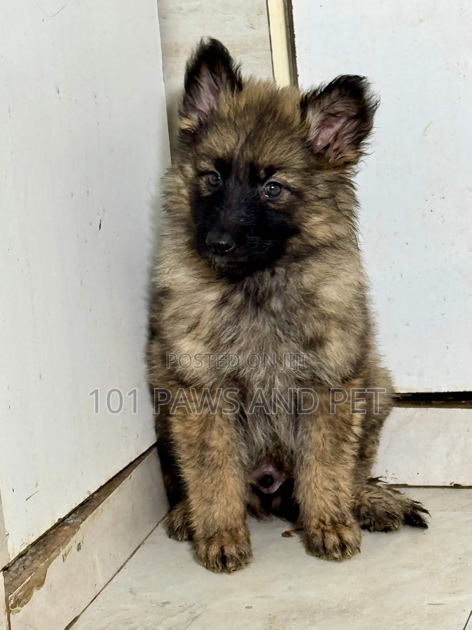 1-3 months Female Purebred Caucasian Shepherd