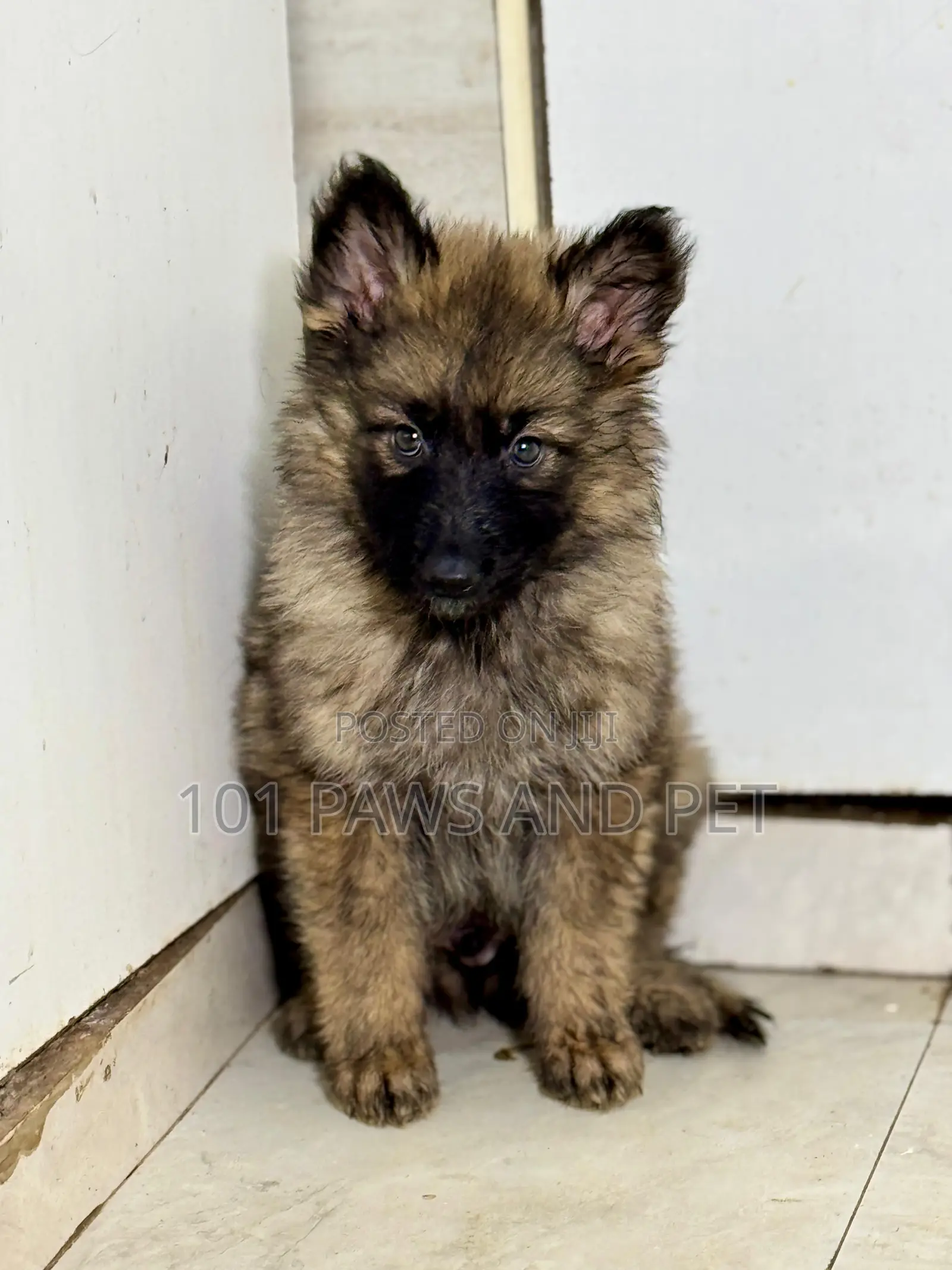 1-3 months Male Purebred Caucasian Shepherd