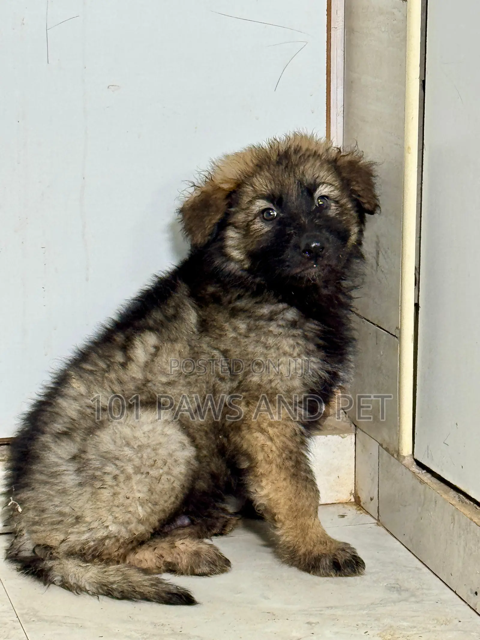 1-3 months Male Purebred Caucasian Shepherd