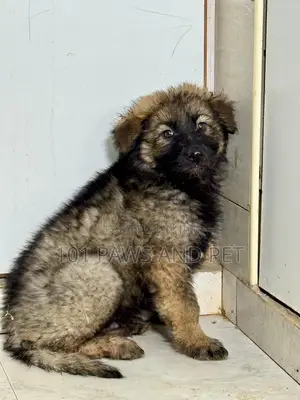 1-3 months Male Purebred Caucasian Shepherd