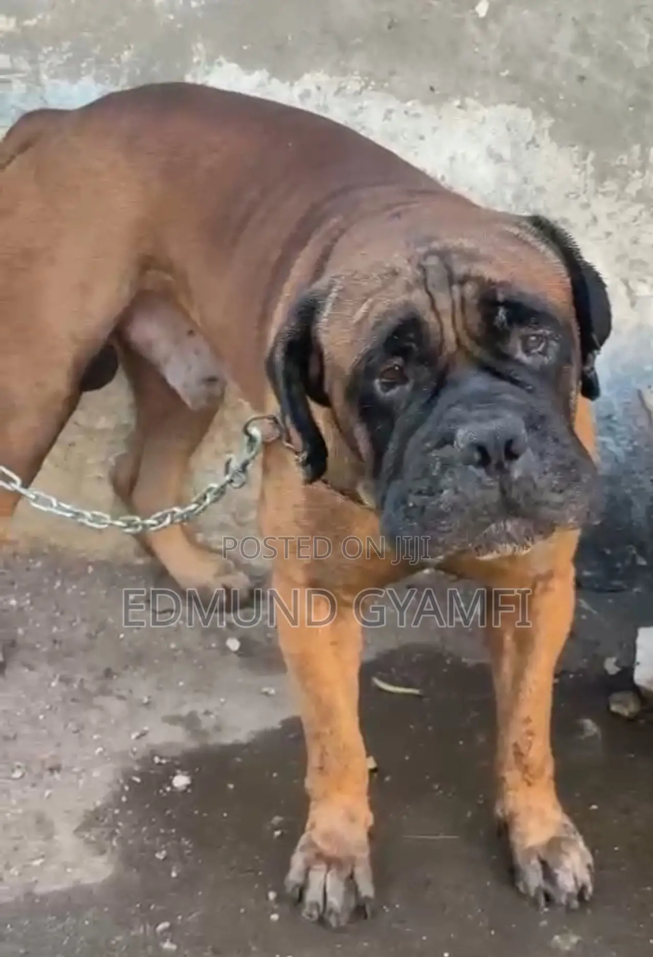 1+ year Male Purebred Bullmastiff