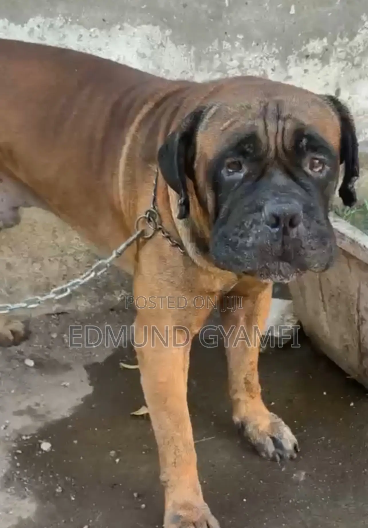 1+ year Male Purebred Bullmastiff