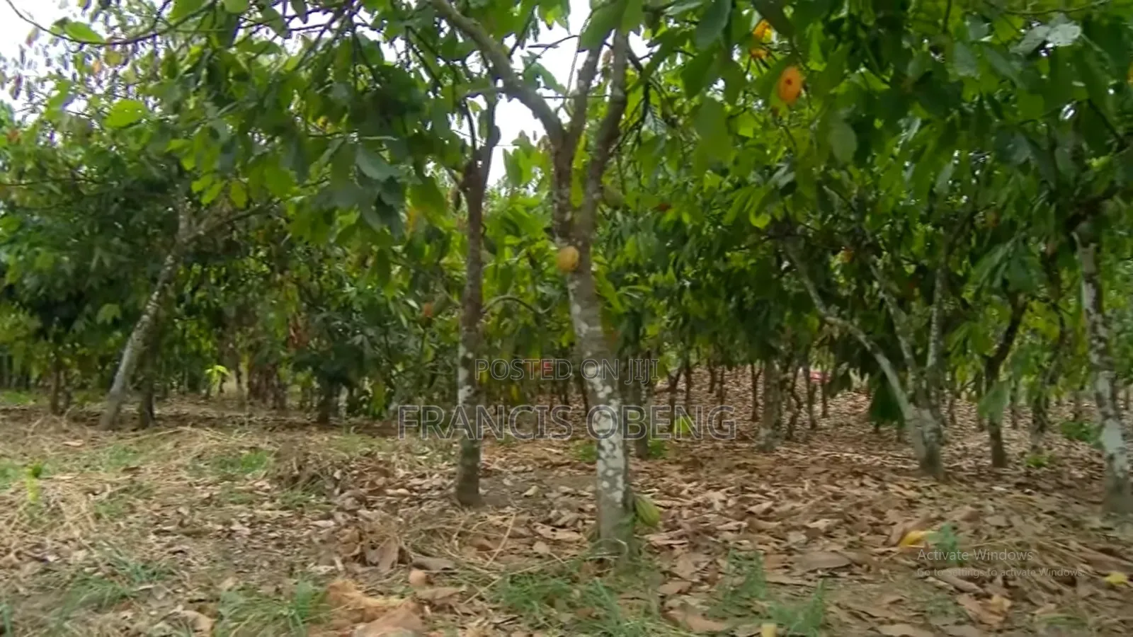 10 Acres Cocoa Farmland