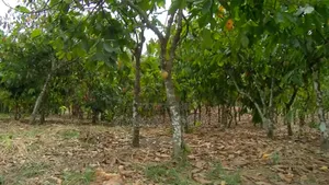 10 Acres Cocoa Farmland