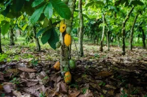 10 Acres Cocoa Farmland
