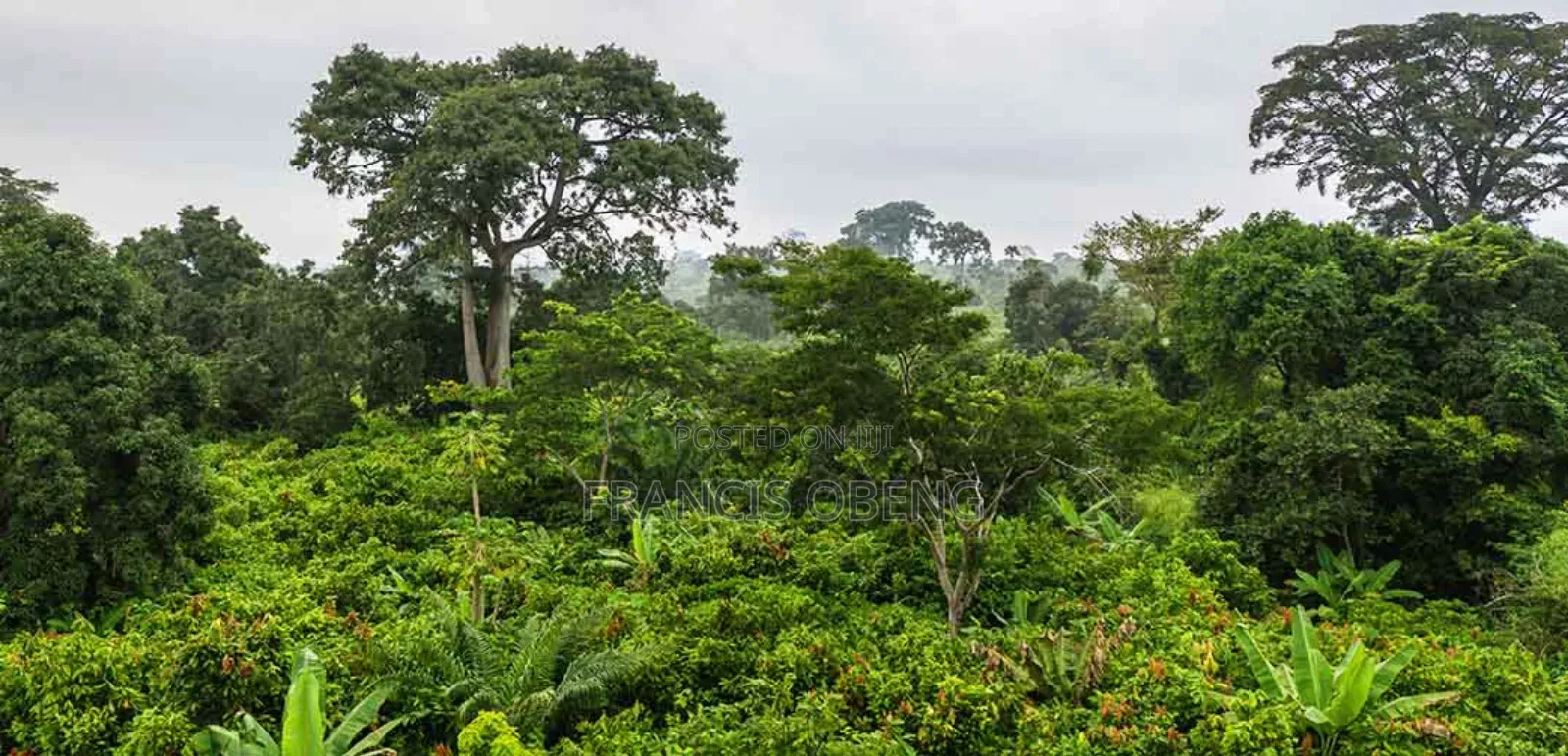 10 Acres Cocoa Farmland