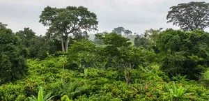 10 Acres Cocoa Farmland