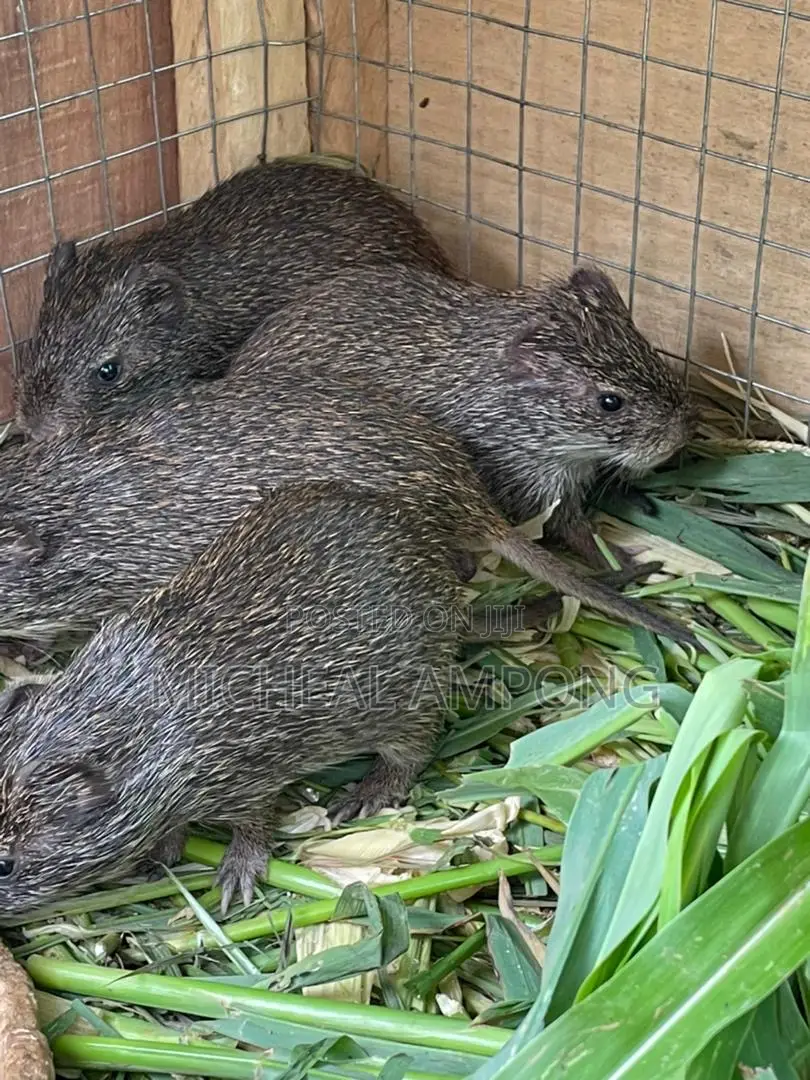 Grasscutters for Sale