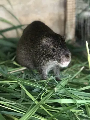 Pregnant Grasscutters for Sale