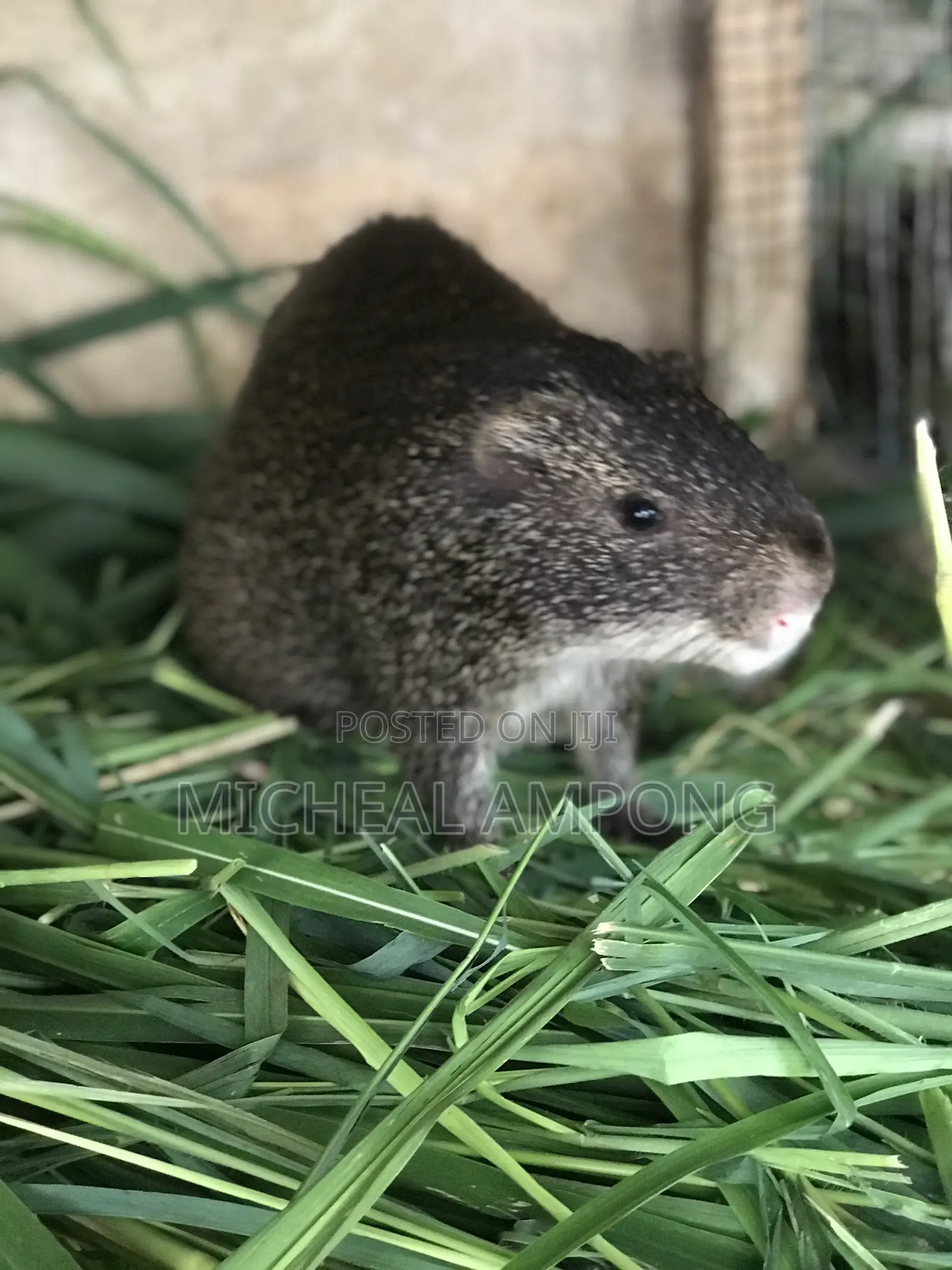 Pregnant Grasscutters for Sale