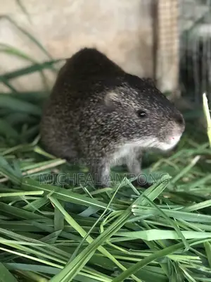 Pregnant Grasscutters for Sale