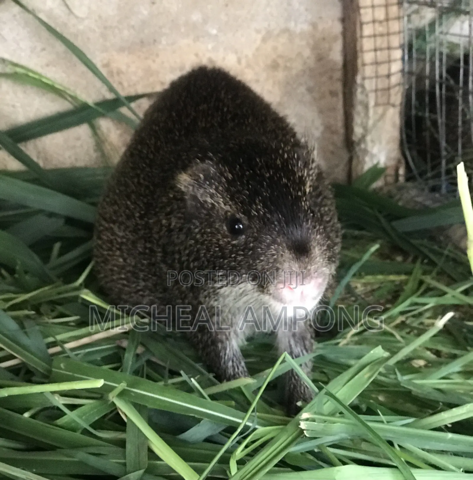 Pregnant Grasscutters for Sale