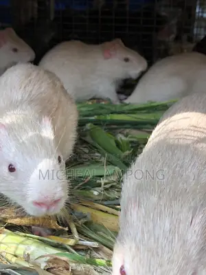 Albino Grasscutters