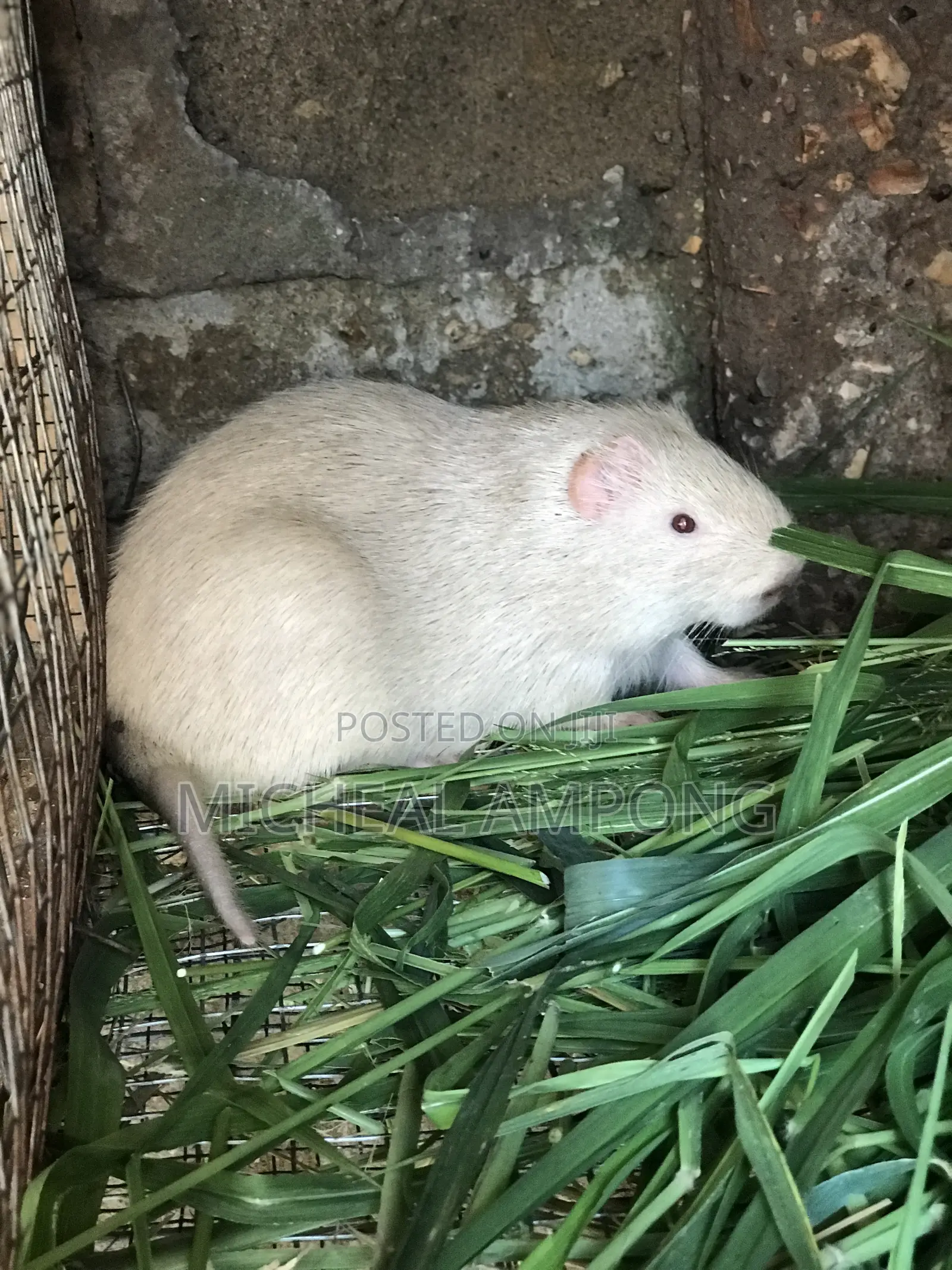 Albino Grasscutters