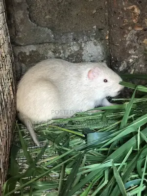 Albino Grasscutters