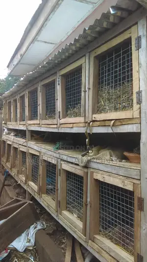 Cages for Sale